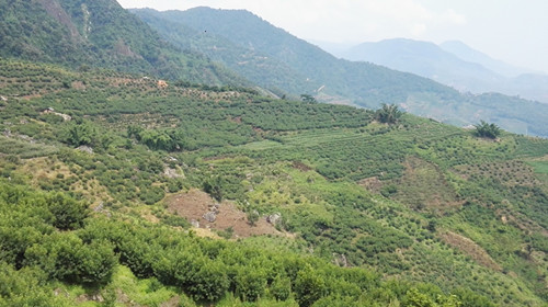 元江县水果种植基地